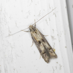 Blastodacna atra