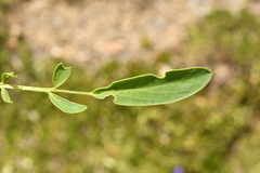 Anthyllis vulneraria alpestris