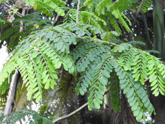 Cassia javanica