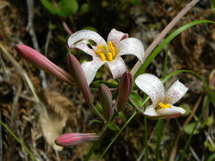 Lilium rubescens