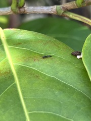 Pseudomyrmex cubaensis