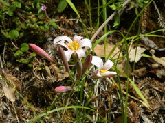 Lilium rubescens