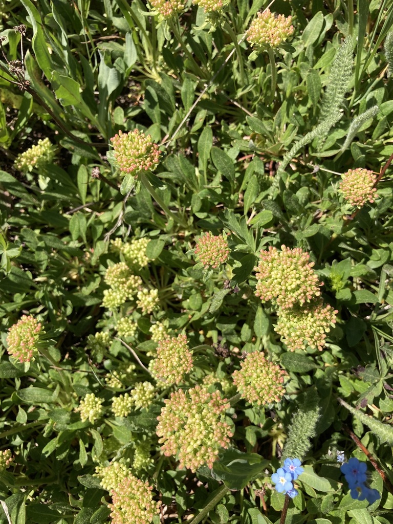 Subalpine Sulphur Flower Buckwheat From Kananaskis Ab T L Canada On