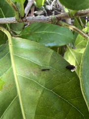Pseudomyrmex cubaensis