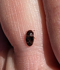 Colopterus maculatus