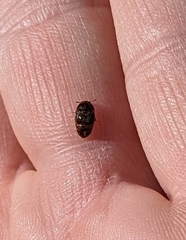 Colopterus maculatus