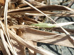 Megaloceroea recticornis