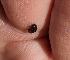 Colopterus maculatus