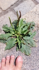 Plantago major