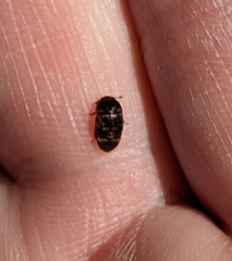 Colopterus maculatus