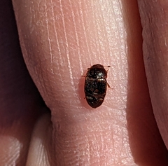 Colopterus maculatus