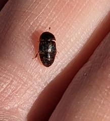 Colopterus maculatus