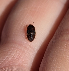 Colopterus maculatus