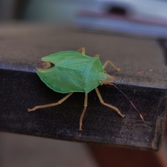 Chlorocoris complanatus