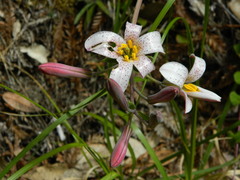 Lilium rubescens