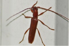 Psyrassa unicolor
