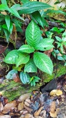 Nautilocalyx pictus