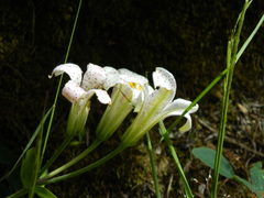 Lilium rubescens