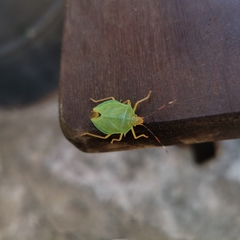 Chlorocoris complanatus