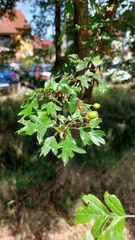 Crataegus