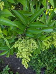 Zanthoxylum acuminatum