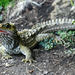 Cook Strait Tuatara - Photo (c) Geof Wilson, some rights reserved (CC BY-ND)