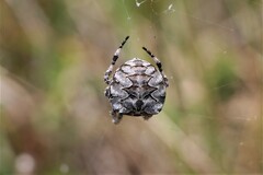 Araneus grossus