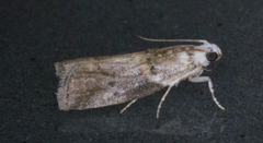 Acrobasis juglandis