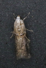 Acrobasis juglandis