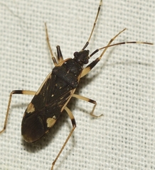 Dieuches armatipes