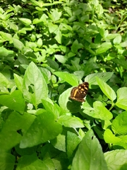 Anthanassa drusilla