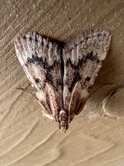 Aglossa disciferalis