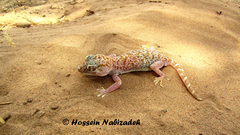 Stenodactylus doriae