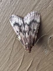 Aglossa disciferalis
