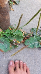 Plantago major