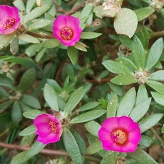 Portulaca amilis