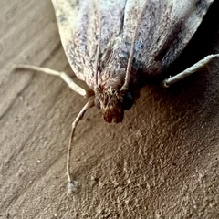 Aglossa disciferalis
