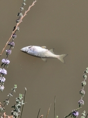 Notemigonus crysoleucas