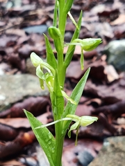 Platanthera brevifolia