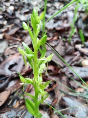 Platanthera brevifolia
