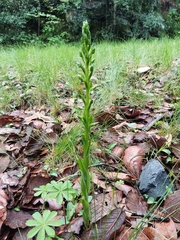 Platanthera brevifolia