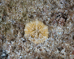 Cycloseris vaughani