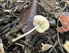 Pluteus seticeps