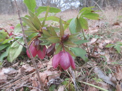 Helleborus purpurascens