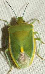Brachynema germarii