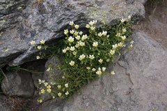 Saxifraga aspera