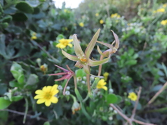 Freesia viridis