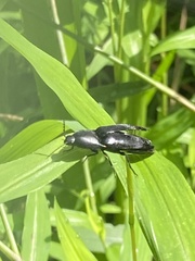 Parallelostethus attenuatus