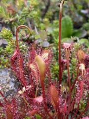 Drosera anglica