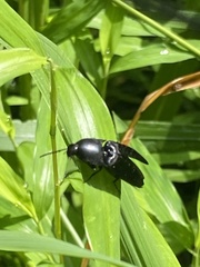 Parallelostethus attenuatus